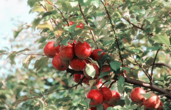Μήλα: Οι ποικιλίες με την υψηλότερη περιεκτικότητα σε ζάχαρη