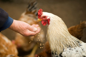 Γρίπη των πτηνών: Πρώτος θάνατος από τον ιό H5N2