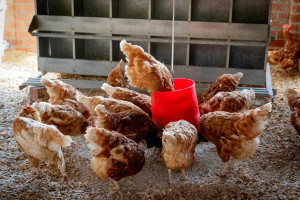 Γρίπη των πτηνών: Πάνω από 4 εκατ. κοτόπουλα πρέπει να θανατωθούν στην Αϊόβα