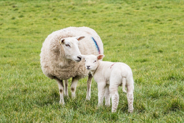 Ευλογιά: Τι λέει έκθεση της EFSA για την περίπτωση της Ελλάδας σχετικά με τον εμβολιασμό