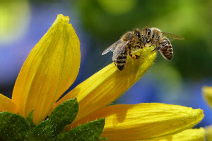 Μπορούν οι μέλισσες να «διαγνώσουν» τον καρκίνο του πνεύμονα;