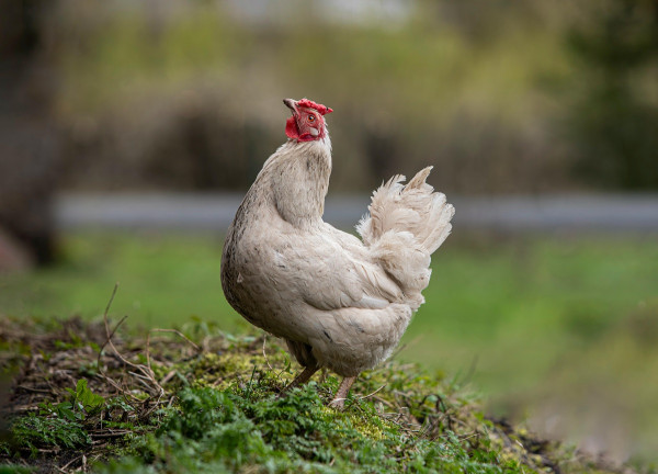 Γρίπη των πτηνών: Επιβεβαιώθηκαν 4 νέα κρούσματα σε ανθρώπους στις ΗΠΑ