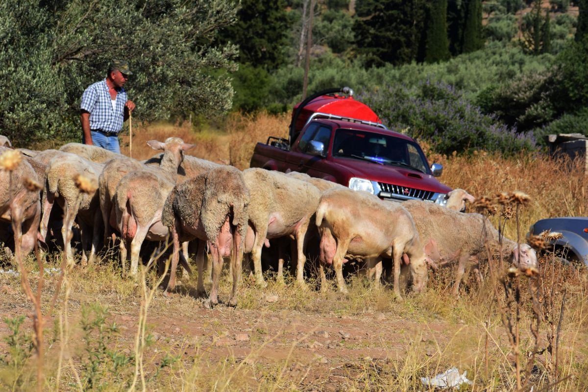 Κρήτη: Κρούσματα πανώλης σε αμνοερίφια