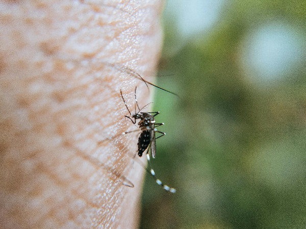 Ιός Δυτικού Νείλου: 22 δήμοι της χώρας με μολυσμένα κουνούπια - Αναλυτικά στοιχεία