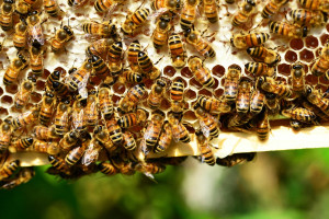 Μυτιλήνη: Σμήνος μελισσών επιτέθηκε σε επιβάτες ΙΧ - Πληροφορίες για ένα άτομο χωρίς τις αισθήσεις του