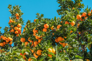 Βιταμίνη C: Τα σημάδια που δείχνουν ότι έχετε έλλειψη