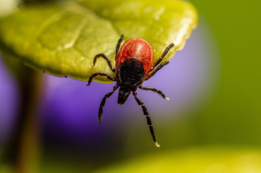 Τσιμπούρια και Νόσος του Lyme: Διάγνωση και συμπτώματα