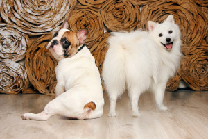 Μιλήστε τη «γλώσσα» του σκύλου σας: Τι σημαίνει η θέση της ουράς του