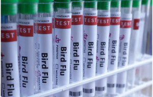 Φινλανδία - Γρίπη των πτηνών: Ξεκινά πρώτη παγκοσμίως τους εμβολιασμούς σε ανθρώπους