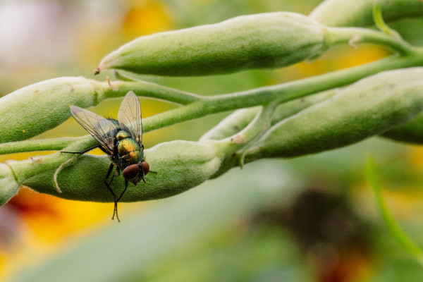 Μύγες που αναπαράγονται με παρθενογένεση - Η νέα ανακάλυψη των επιστημόνων